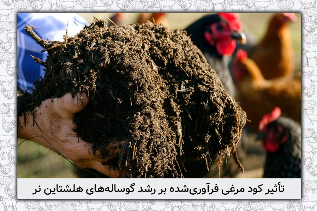 اثر سطوح مختلف کود مرغی فرآوری شده در جیره غذایی بر عملکرد پرواری گوساله های نر هلشتاین - 11