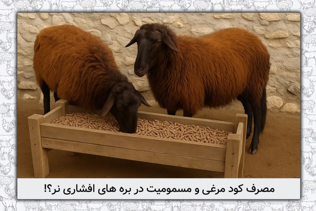 آیا مصرف کود مرغی در بره های افشاری نر سبب بروز مسمومیت با مس می شود؟ - 4