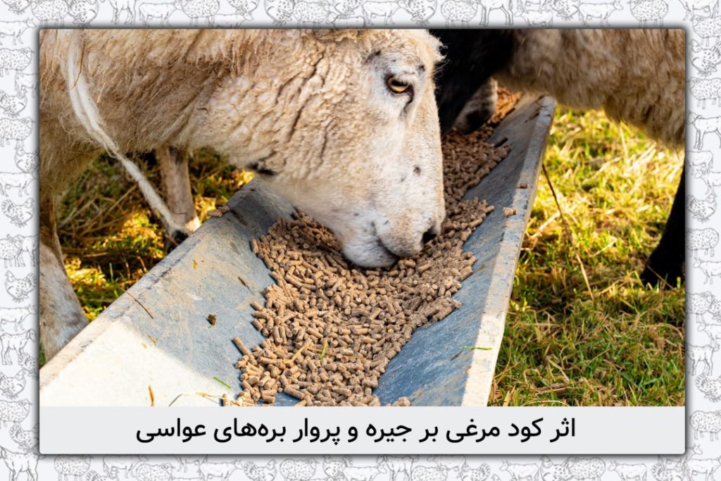 اثر تغذیه با کود مرغی بر عملکرد بره‌های عواسی تغذیه‌شده با جیره‌های پرواری - 8