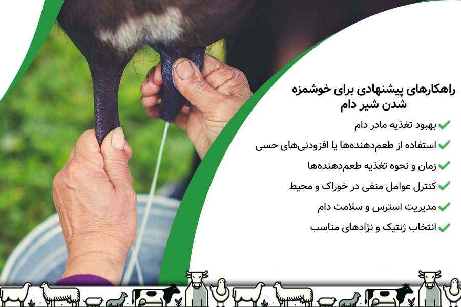 راهکارهای خوشمزه شدن شیر دام 1 راهکارهای خوشمزه شدن شیر دام - 1