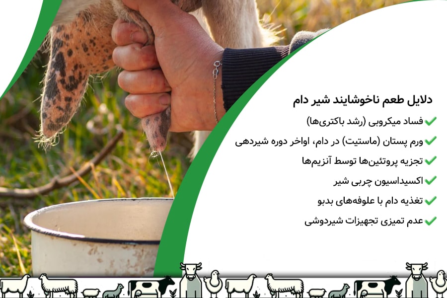 راهکارهای خوشمزه شدن شیر دام 2 راهکارهای خوشمزه شدن شیر دام - 2