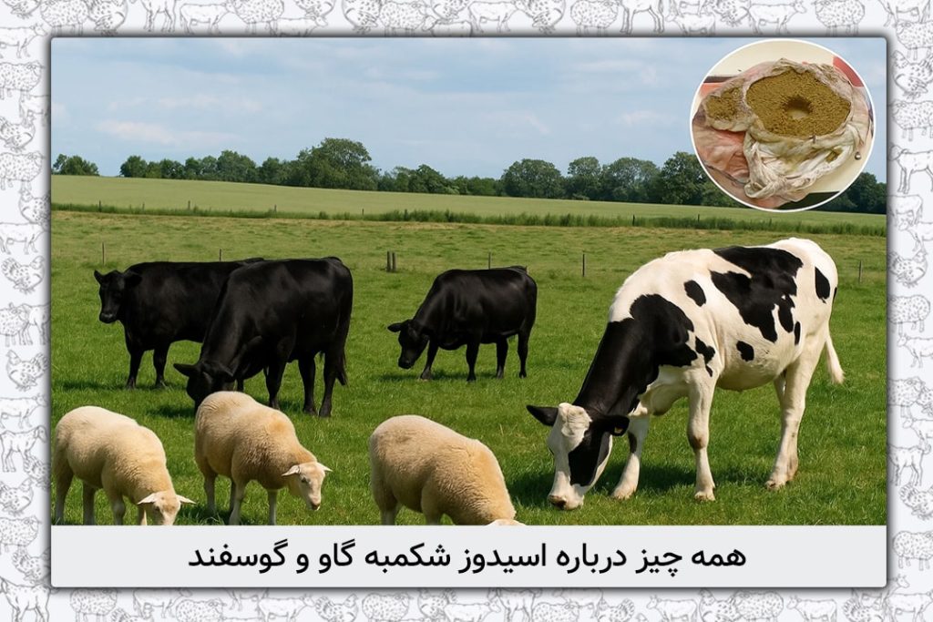 اسیدوز شکمبه گاو و گوسفند