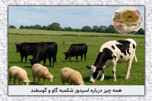 اسیدوز شکمبه گاو و گوسفند