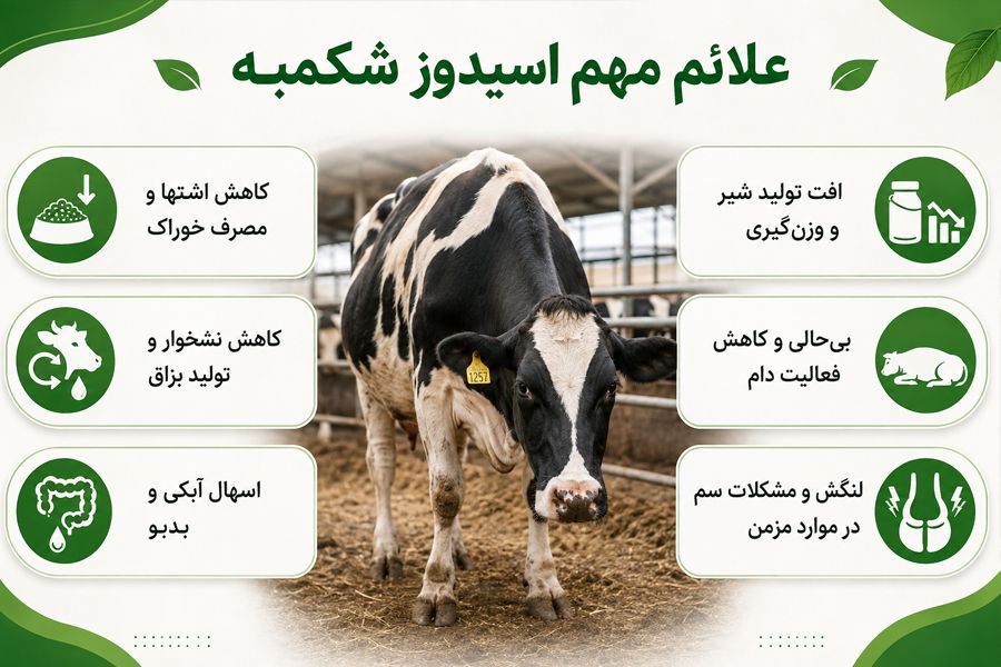 علائم مهم اسیدوز شکمبه