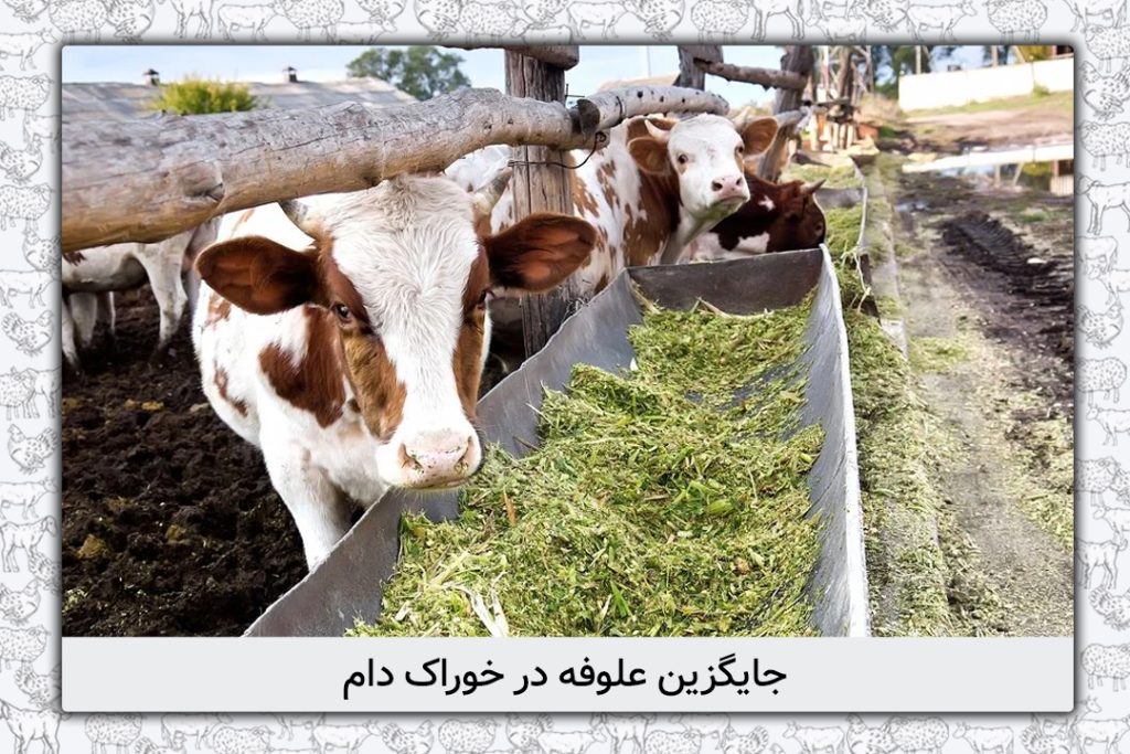 جایگزین علوفه در خوراک دام - 2