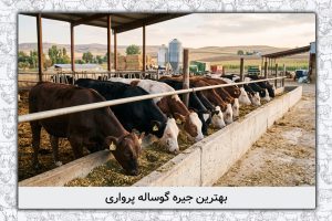 جیره گوساله پرواری