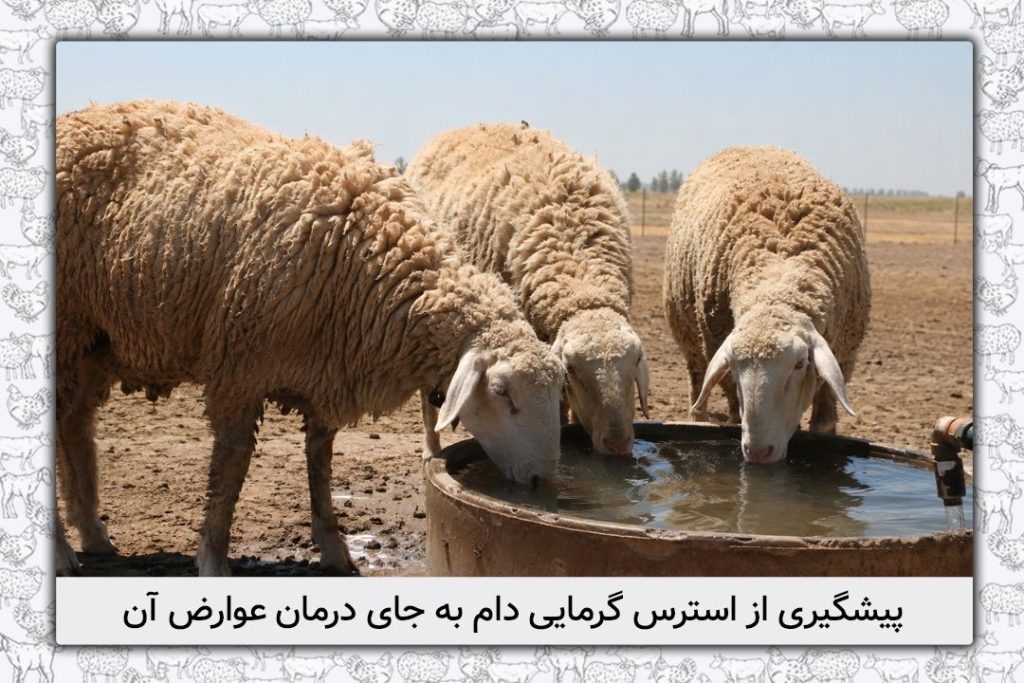 پیشگیری از استرس گرمایی دام به جای درمان عوارض آن - 1