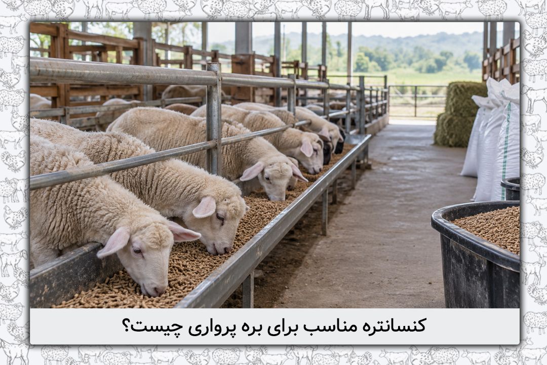 کنسانتره مناسب برای بره پرواری